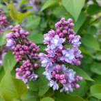 Orgován obyčajný (Syringa vulgaris) ´MICHEL BUCHNER´ - výška 40-60 cm, kont. C2L